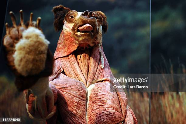 Plastinated bear is seen on the opening day at the Body World Animals exhibition at the Cologne Zoo on April 15, 2011 in Cologne, Germany. The...