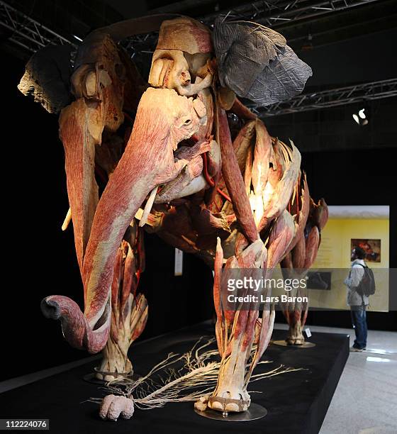 Visitor look at a plastinated elephant on the opening day at the Body World Animals exhibition at the Cologne Zoo on April 15, 2011 in Cologne,...