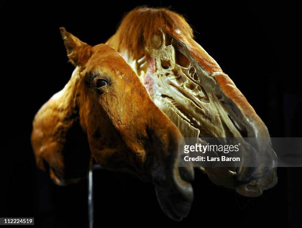 Plastinated head of a horse is seen on the opening day at the Body World Animals exhibition at the Cologne Zoo on April 15, 2011 in Cologne, Germany....