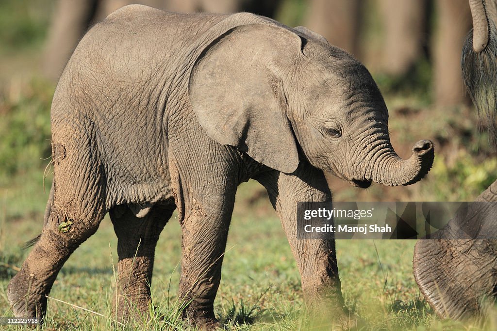 Ban\by elephant following mother