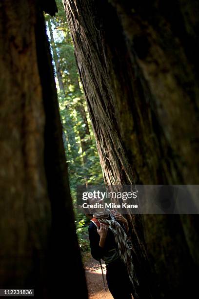 a young woman looks up at towering coast redwoods (sequoia sempervirens) at prairie creek redwoods state park in humboldt county, california - humboldt redwoods state park 個照片及圖片檔