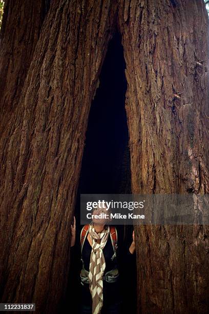 a young woman looks out from a towering coast redwood (sequoia sempervirens) at prairie creek redwoods state park in humboldt county, california - humboldt redwoods state park 個照片及圖片檔