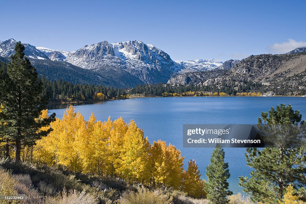 Yellow fall aspen trees with snowy mountians and June Lake in the Sierra mountains of California