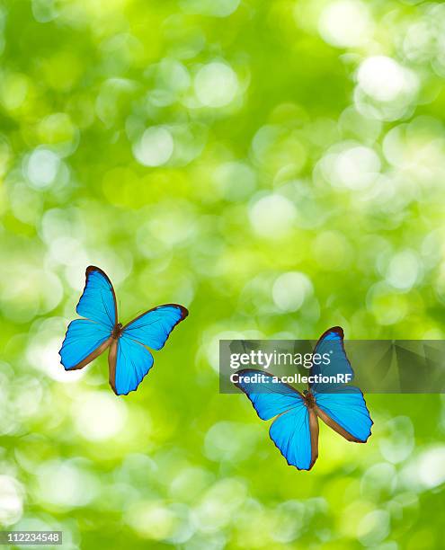 butterflies flying, digital composite - blue morpho butterfly stock illustrations