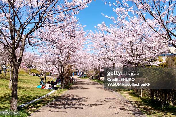 path lined with cherry blossom trees - 並木 ストックフォトと画像