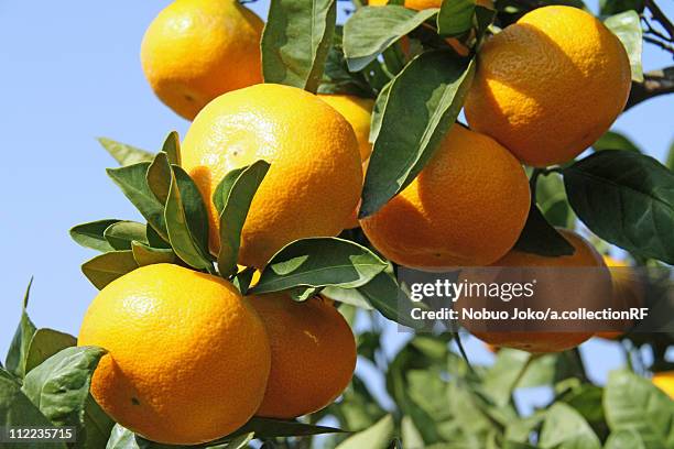 yawatahama mandarin oranges - ehime prefecture stock pictures, royalty-free photos & images