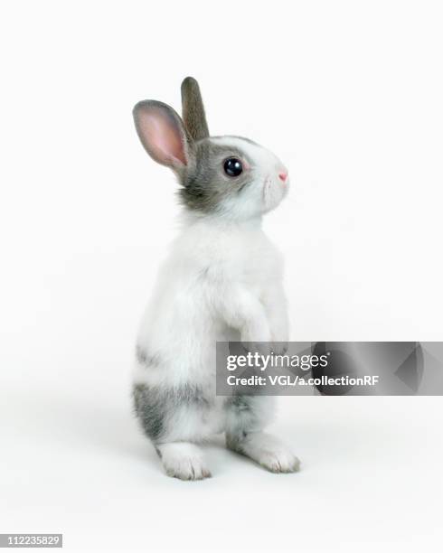 629 White Rabbit Standing Stock Photos, High-Res Pictures, and Images ...
