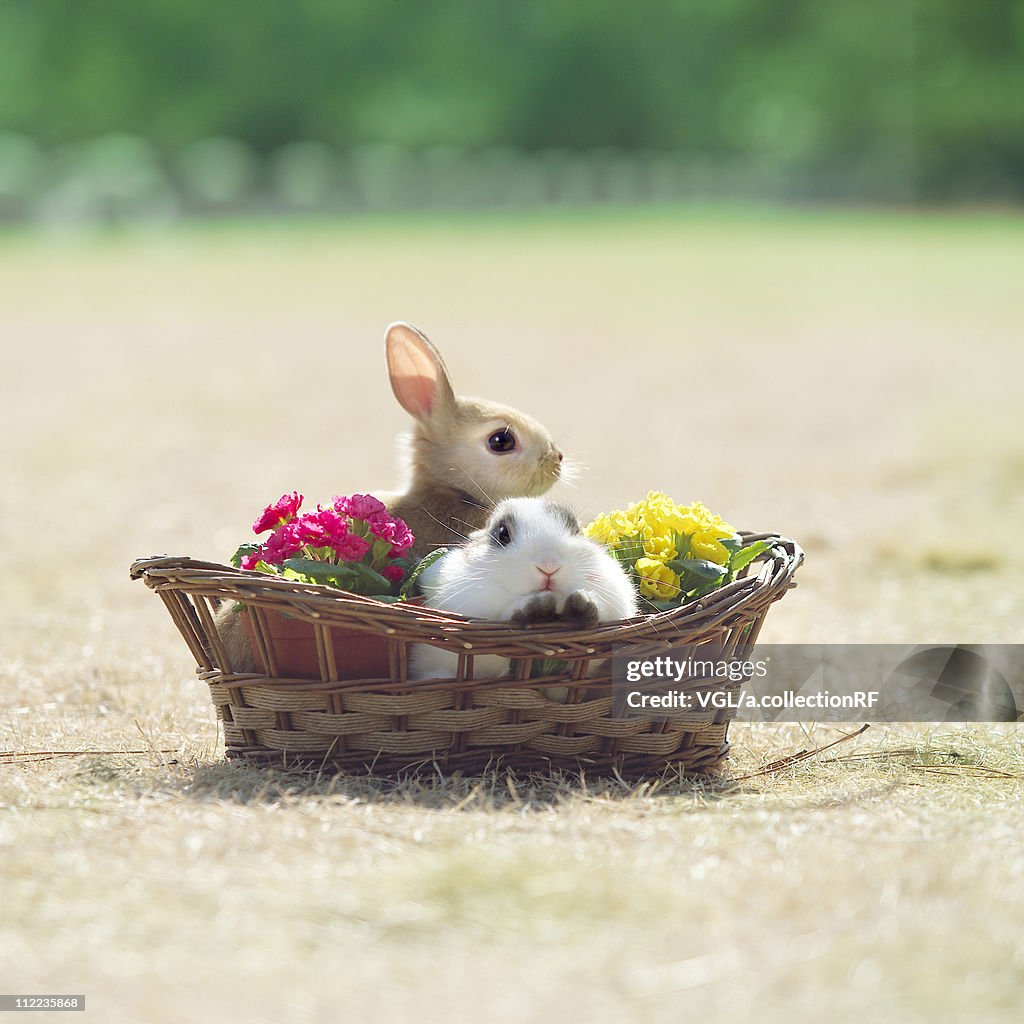 Rabbits in a basket