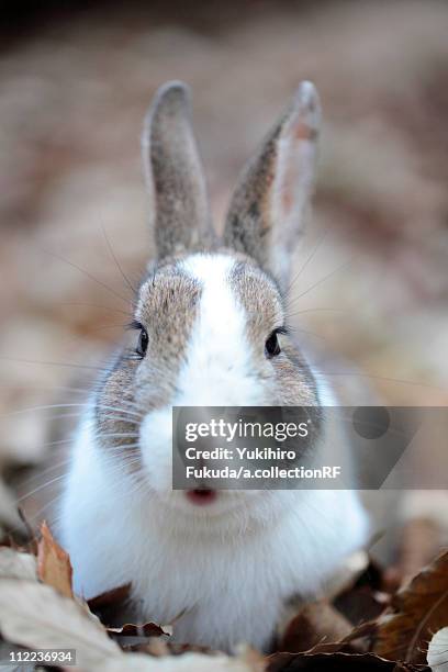 Real Rabbit Front View 250 Rabbit Front View Stock Photos, High-Res Pictures, and Images ...