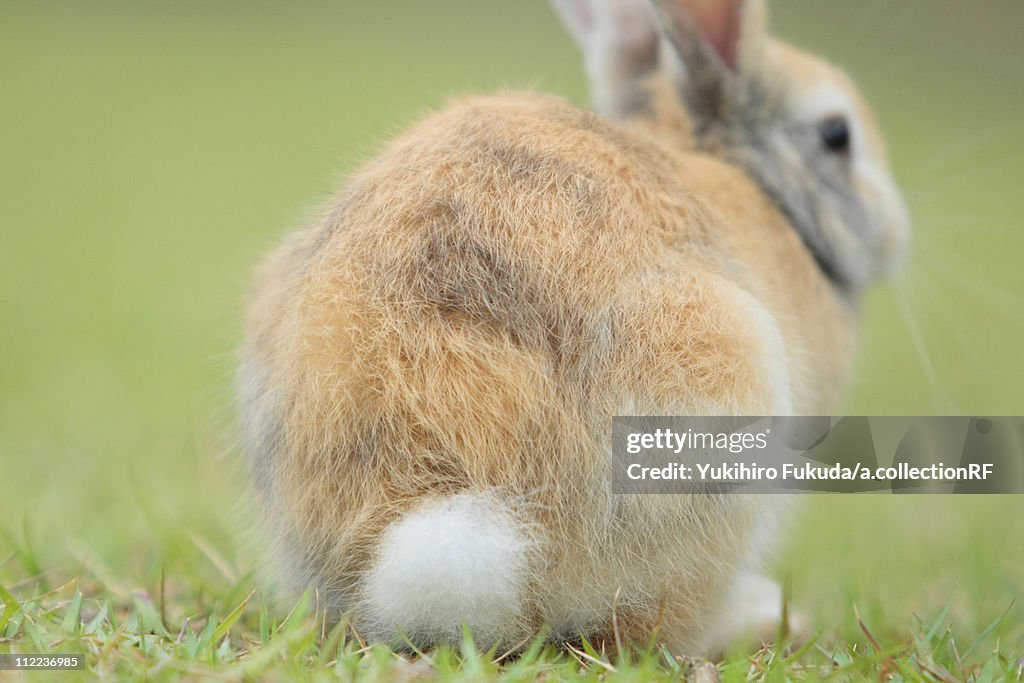 Rear View of European Rabbit