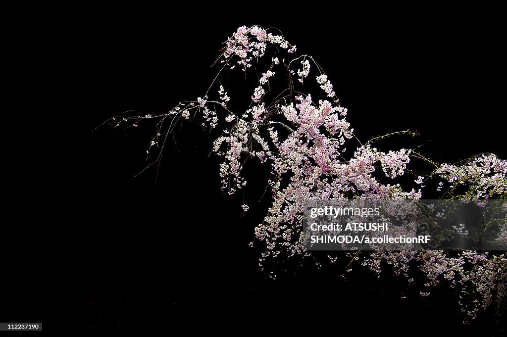 Nocturnal view of cherry blossoms