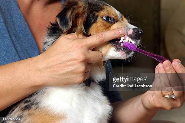 dental brushing dogs teeth - animal teeth stock pictures, royalty-free photos & images
