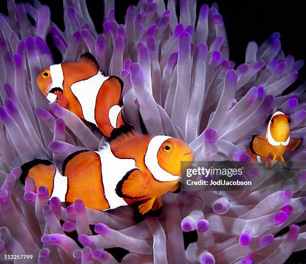 fish: tropical saltwater, clownfish, anemonefish (amphiprion ocellaris) - false clown fish stock pictures, royalty-free photos & images