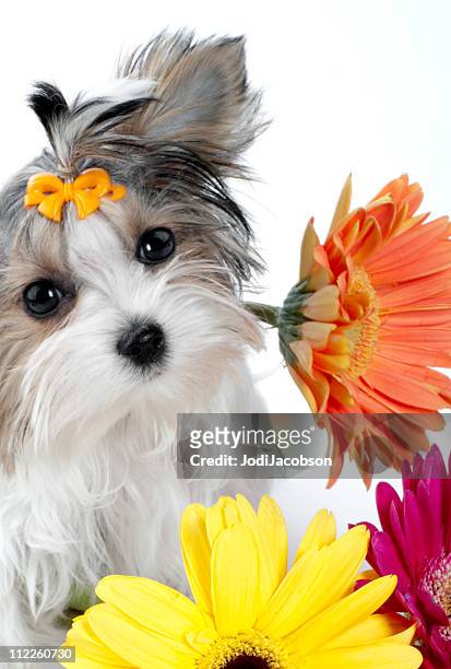 biewer yorkie and gerber daisy's - yorkshire terrier bow stock pictures, royalty-free photos & images