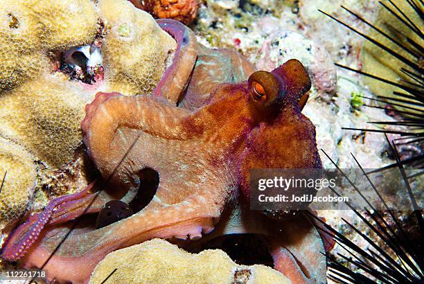 octopus changing colors (cephalopod) - zuignap stockfoto's en -beelden