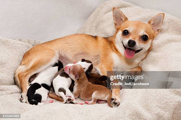 hund geburt - saugen mund benutzen stock-fotos und bilder