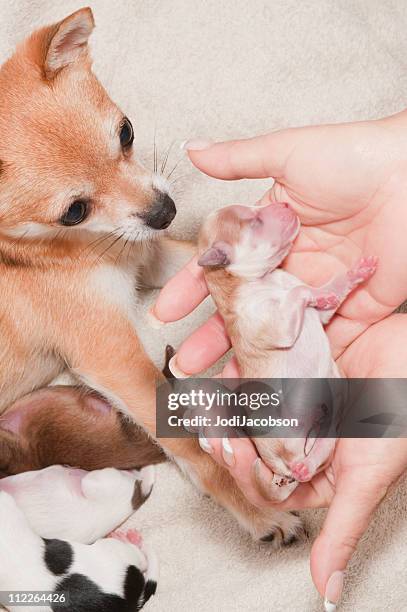 dog given birth to several puppies - suckling stock pictures, royalty-free photos & images