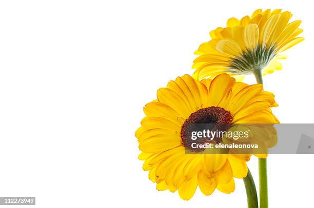 two yellow flowers isolated on left side of picture - gerbera daisy stock pictures, royalty-free photos & images
