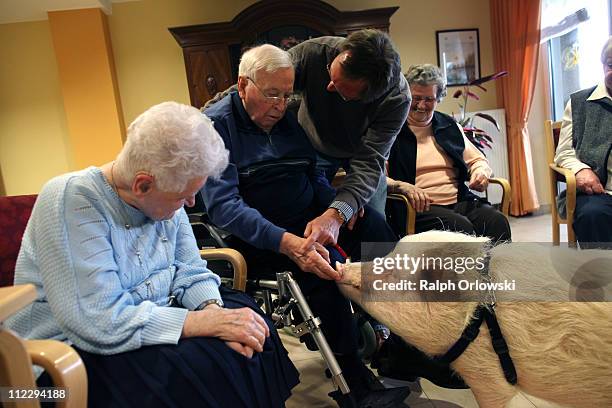 Physiotherapist Daan Vermeulen helps an elderly man to feed his pig Felix in a senior care facility on April 12, 2011 in Essen, Germany. Vermeulen...