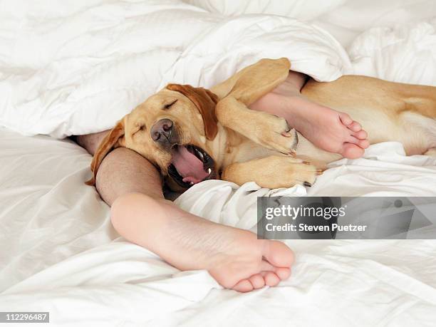 dog tangled up in person's feet in bed, yawning - sleeping dog stock pictures, royalty-free photos & images