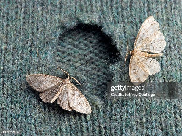 moths on wool sweater - mariposa nocturna fotografías e imágenes de stock