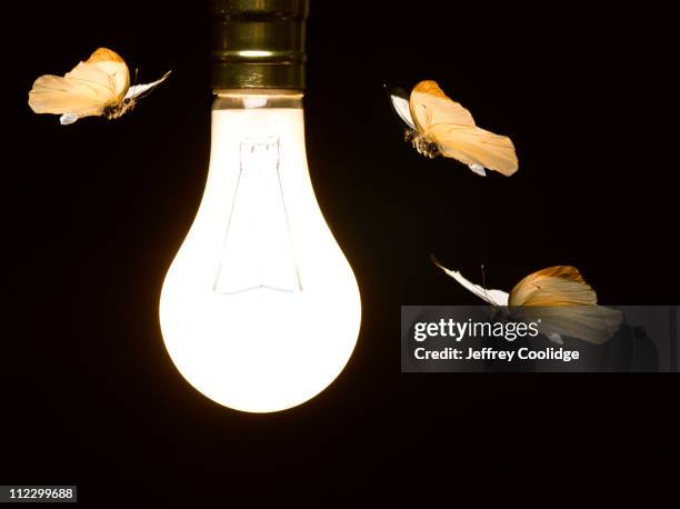 moths around light bulb - motte stock-fotos und bilder