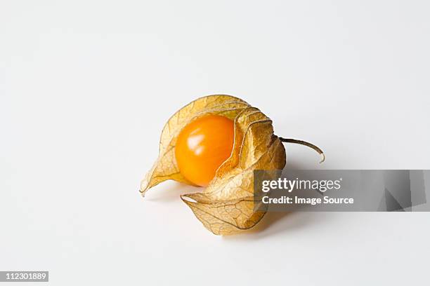 physalis on white background - chinese lantern fotografías e imágenes de stock