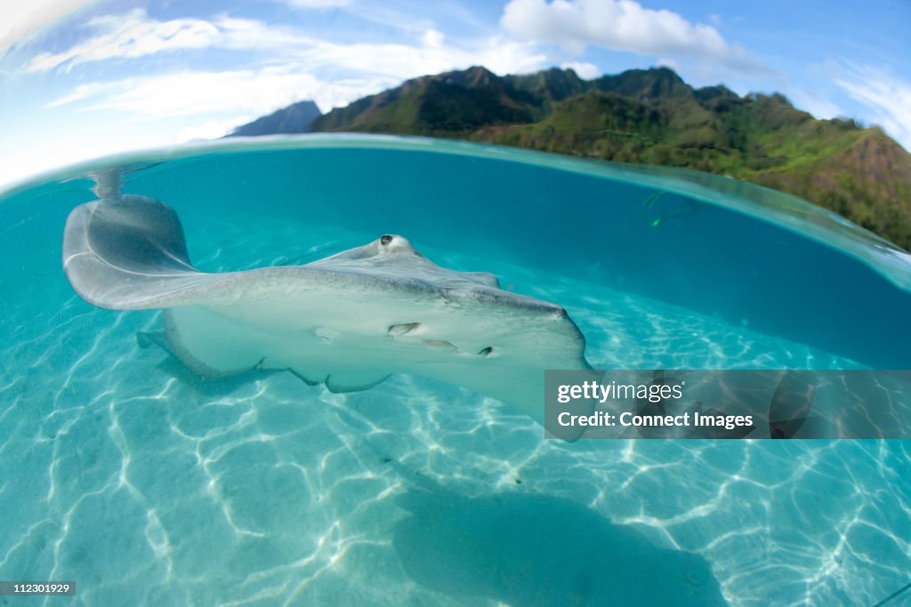 Over/under of stingray