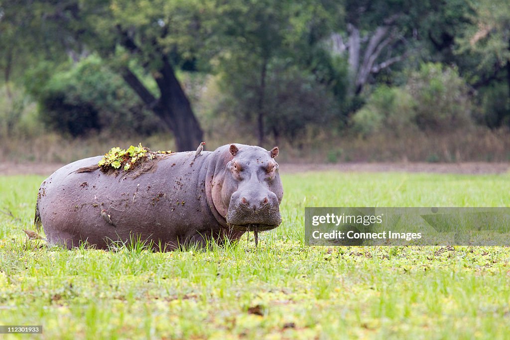Grazing Hippopotamus