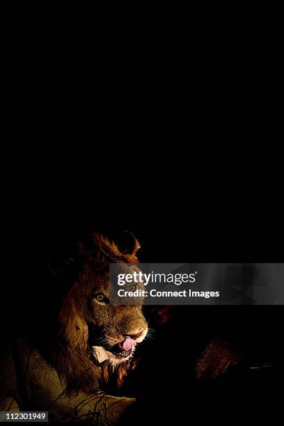 lion after fresh kill - dark panthera stock pictures, royalty-free photos & images