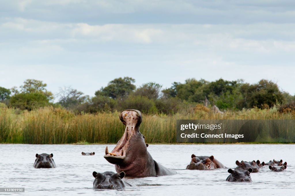 Belligerent hippo in river