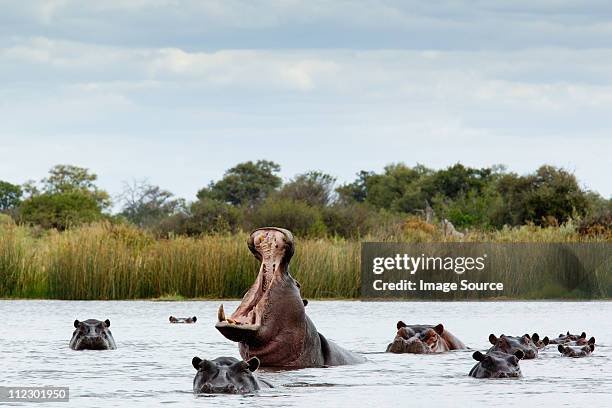 belligerent hippo in river - okavango delta stock pictures, royalty-free photos & images