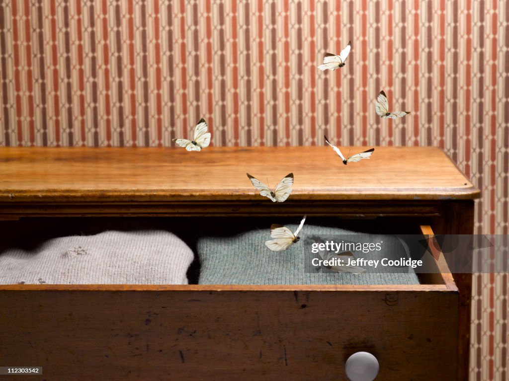 Moths in Sweater Drawer