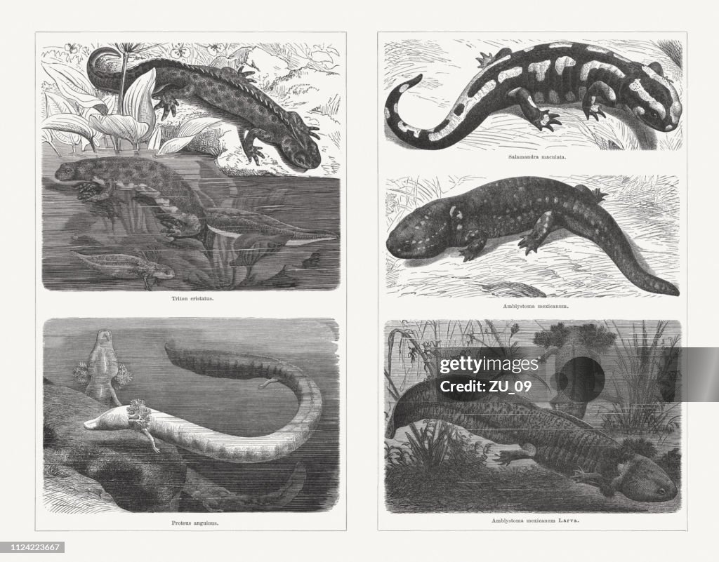 Salamanders (Caudata), wood engravings, published in 1897