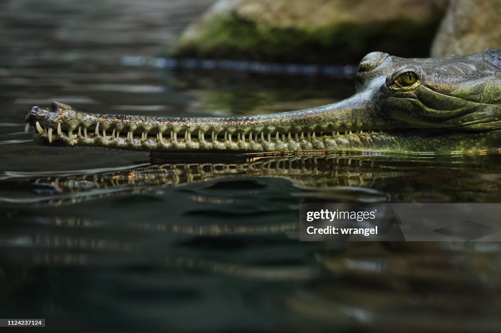 Gharial (Gavialis gangeticus)