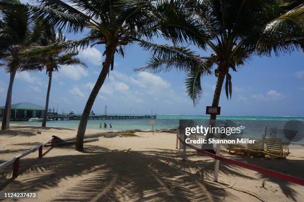 palm trees on beach of belize - ambergris caye bildbanksfoton och bilder