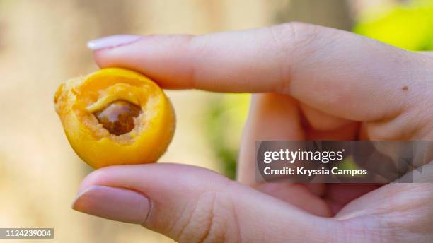 missing bite on a loquat fruit (nispero) - loquat fruit stock pictures, royalty-free photos & images