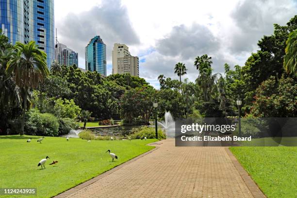 brisbane city botanic gardens - botanischer garten stock-fotos und bilder