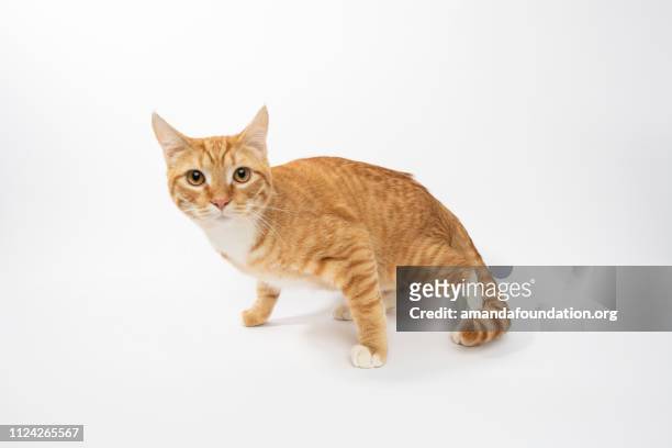 secourir les animaux - portrait de chat domestique poil court - shelter cat photos et images de collection