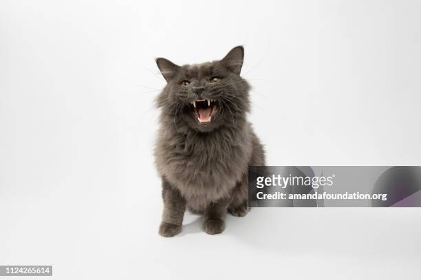 救助動物 - 国内長髪の猫の肖像画 - ニャーニャー鳴く ストックフォトと画像