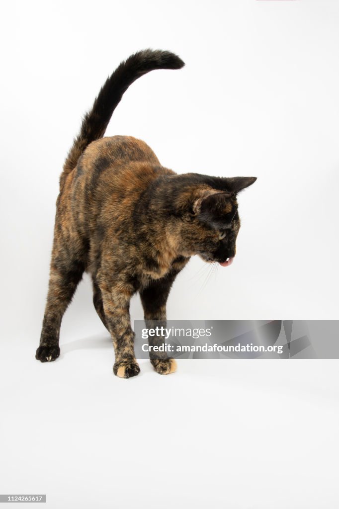 Rescue Animal - portrait of Tortoiseshell Domestic Shorthair cat
