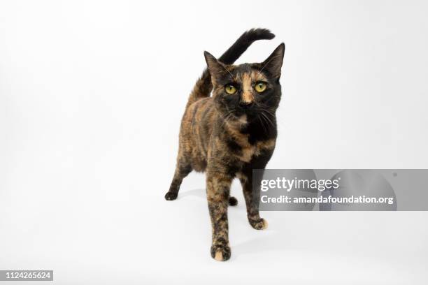 rescue animal - portrait of tortoiseshell domestic shorthair cat - tortoiseshell stock pictures, royalty-free photos & images