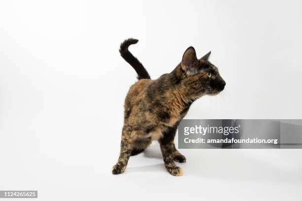 sauvetage animal - portrait de chat écaille de tortue domestique shorthair - shelter cat photos et images de collection