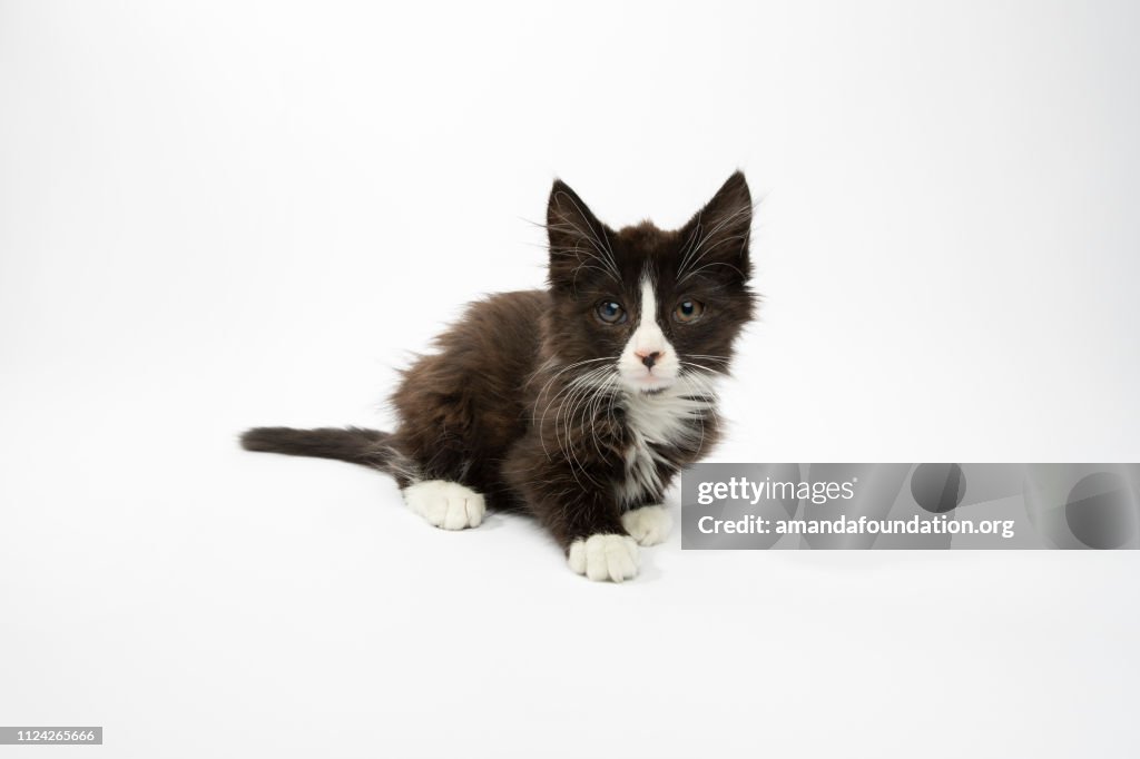 Animal - portret van binnenlandse Medium haar kitten Rescue