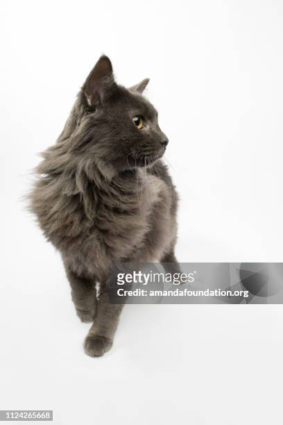rescue animal - portrait of domestic longhair cat - domestic animals stock pictures, royalty-free photos & images