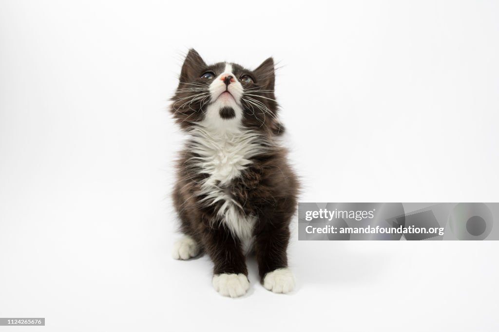 Rescate Animal - retrato de gato doméstico de pelo medio