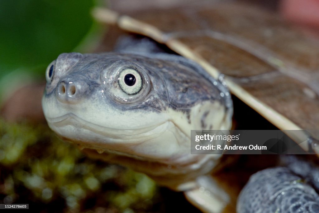 African Helmeted turtle
