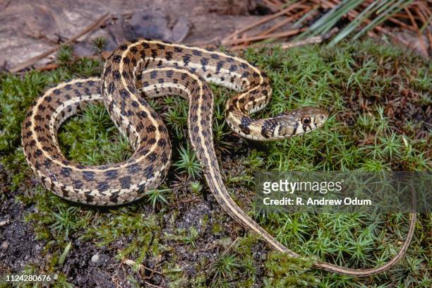 checkered garter snake - beauty - garter snake fotografías e imágenes de stock