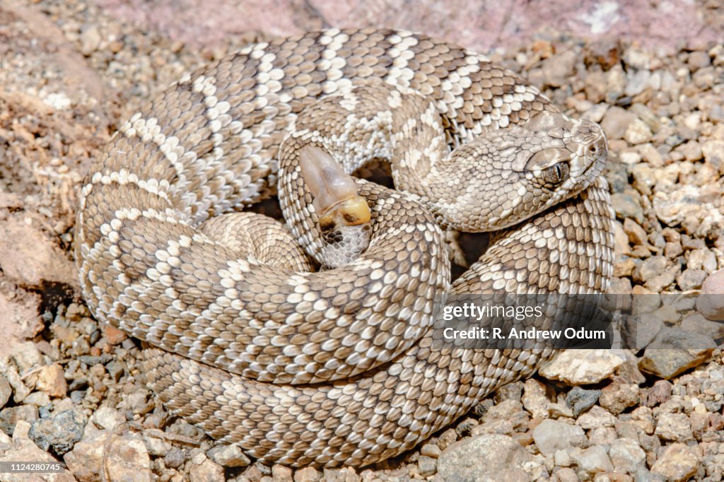Mojave green rattlesnake