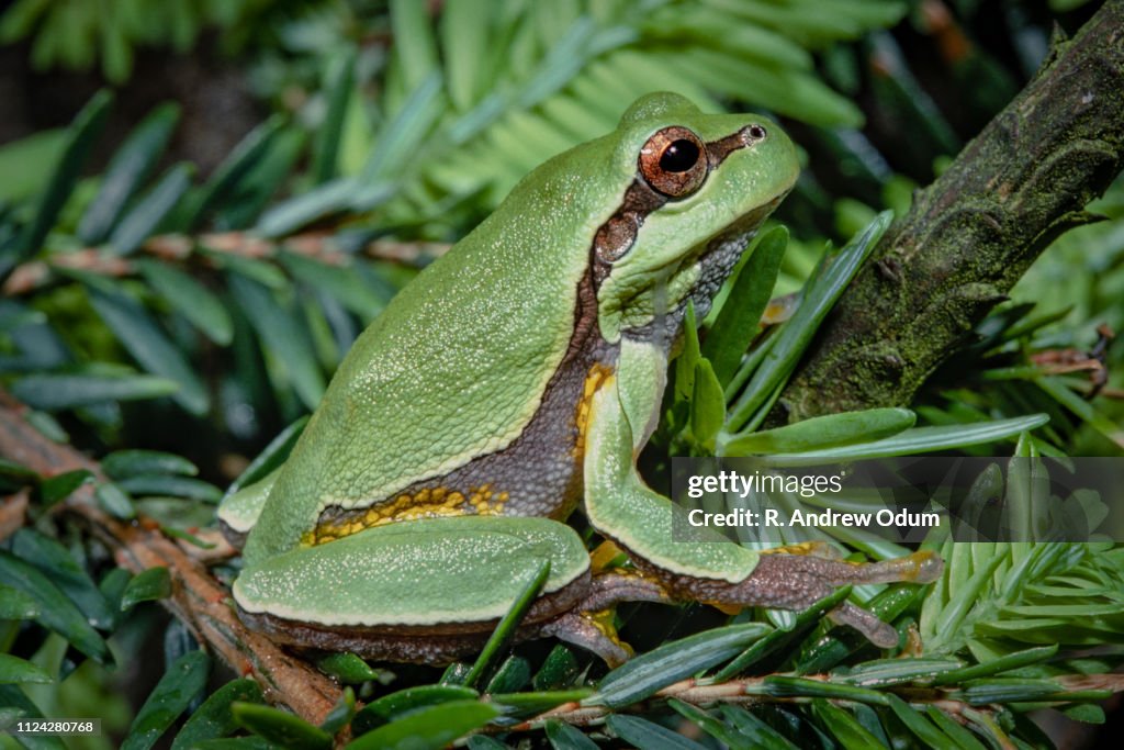 Pine barrens tree frog